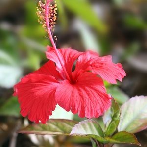 Meet your Posher, Shaylee